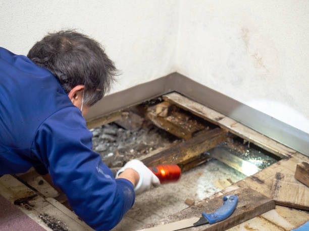Best Toxic Mold Removal  in Seeley Lake, MT
