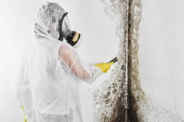 Best Mold Removal Process  in Seeley Lake, MT