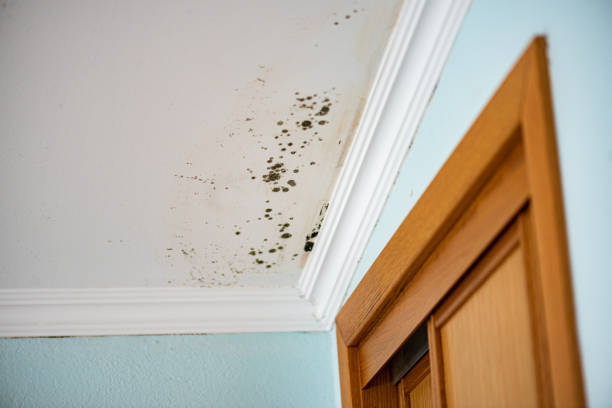 Best Residential Mold Removal  in Seeley Lake, MT