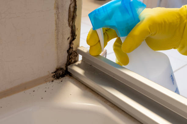 Best Certified Mold Removal  in Seeley Lake, MT