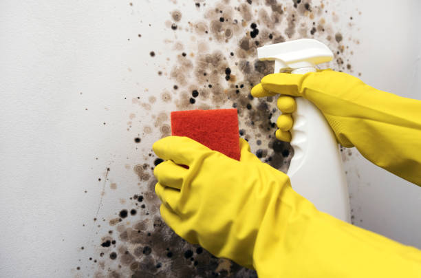 Best Best Mold Removal Companies  in Seeley Lake, MT
