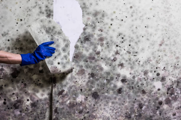 Best Fast Mold Removal  in Seeley Lake, MT