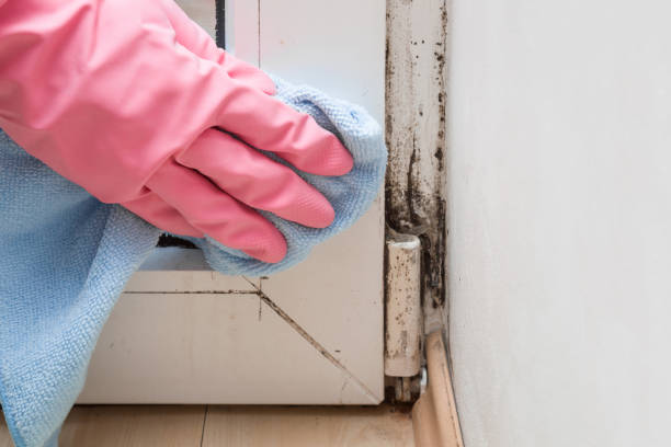 Seeley Lake, MT Mold Removal Company