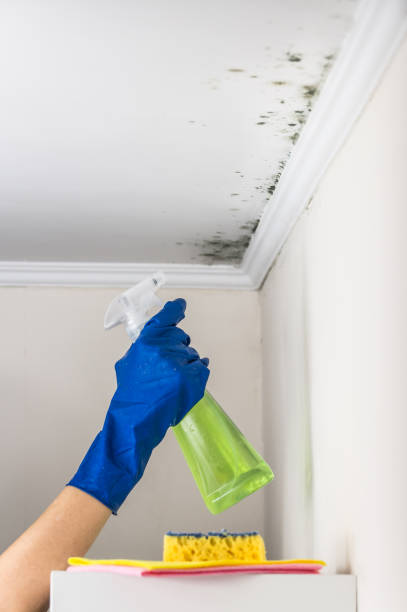 Mold Removal Process in Seeley Lake, MT