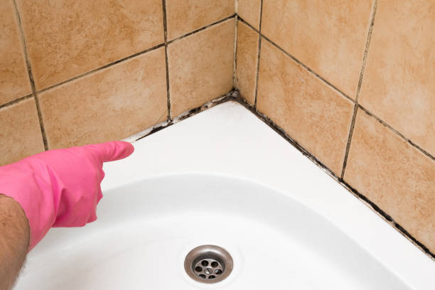 Best Mold Testing  in Seeley Lake, MT